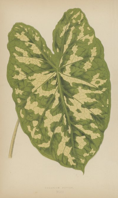 Caladium Pictum by English School